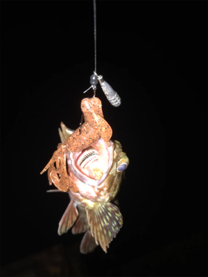 ガシラ、キビレ