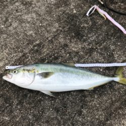 到着後程なくして時合でツキあり