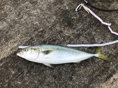 到着後程なくして時合でツキあり