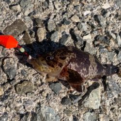 須磨浦漁港穴釣り！