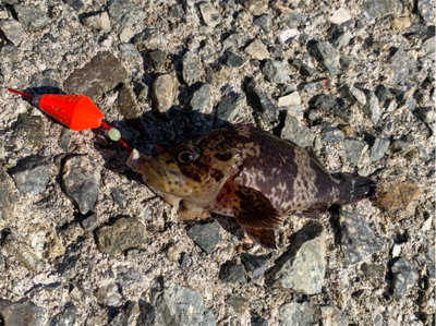 須磨浦漁港穴釣り！