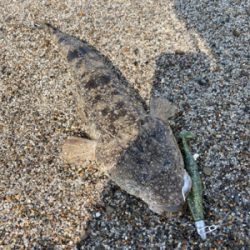 まだまだマゴチ釣れるかなぁ