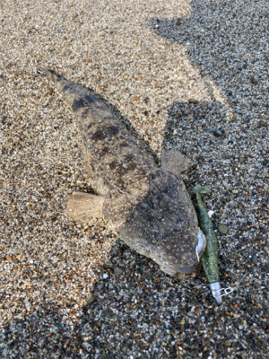 まだまだマゴチ釣れるかなぁ