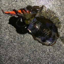 ナイトエギング