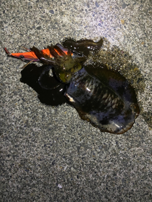 ナイトエギング