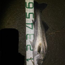 調子に乗って本日も仕事帰り釣行