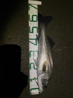 調子に乗って本日も仕事帰り釣行