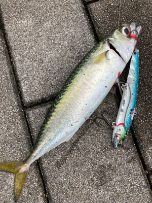 気温下がるも湾奥コスモは変わらず鯖だらけ。…