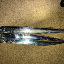 タチウオとサバ