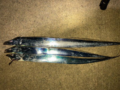 タチウオとサバ