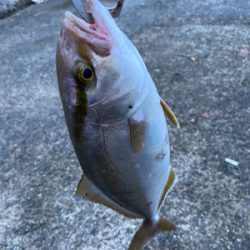 青物好調!人工島