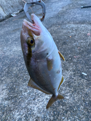 青物好調!人工島