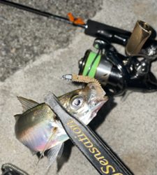 アジングのちタチウオ