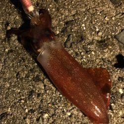 土砂降り後でも本当に釣れるのぉ？