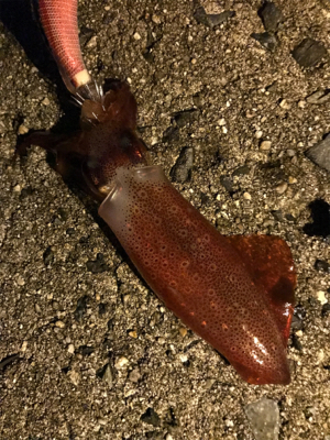 土砂降り後でも本当に釣れるのぉ？