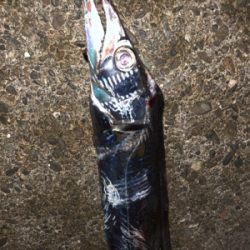 あそこがタチウオ