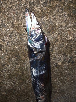 あそこがタチウオ