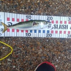 サバゲーでした