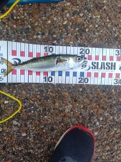 サバゲーでした