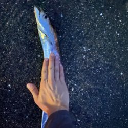 いいサイズの太刀魚