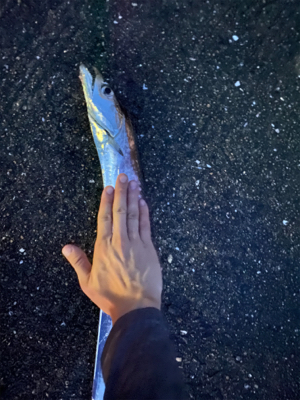 いいサイズの太刀魚