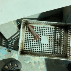 丹後半島イカメタルゲーム