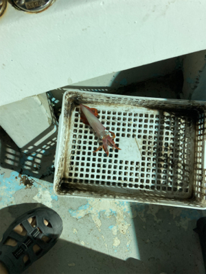 丹後半島イカメタルゲーム