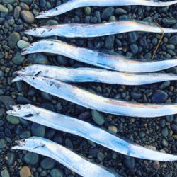 ちっさいタチウオ 入れ食い