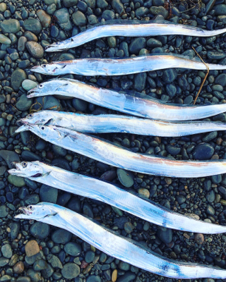 ちっさいタチウオ 入れ食い