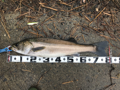 ランカー&つ抜け達成！！！