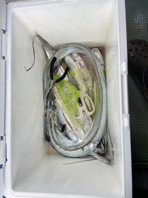 出た!ドラゴン!