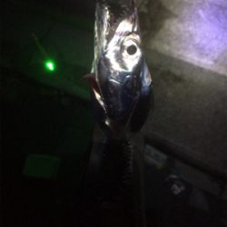 今年１発目の太刀魚調査