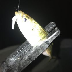 豆アジからのデブアジ