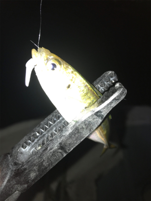 豆アジからのデブアジ