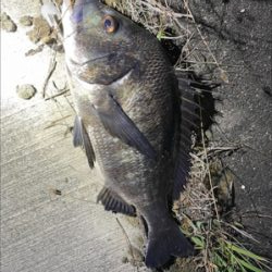 湾奥チヌパトロール！