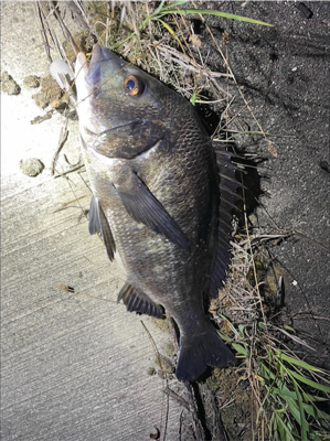 湾奥チヌパトロール！