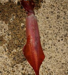 まだギリギリいるか