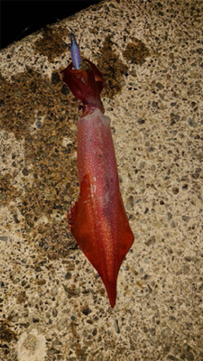 まだギリギリいるか