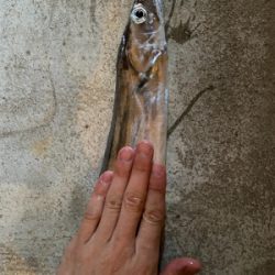 入れ食い太刀魚