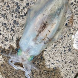 堤防からエギング