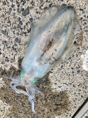 堤防からエギング