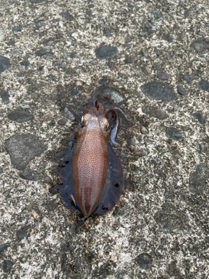 秋イカ(アオリイカ)