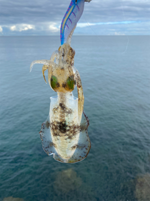 雨上がりの朝マズメ