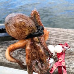 まだ居てたタコ