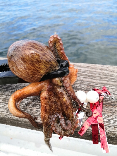 まだ居てたタコ