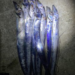 安定の太刀魚。でもドラゴンは釣れない