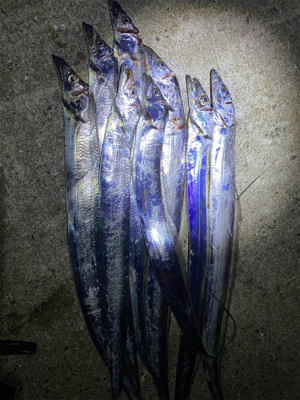 安定の太刀魚。でもドラゴンは釣れない