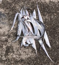 太刀魚釣りに行きました！