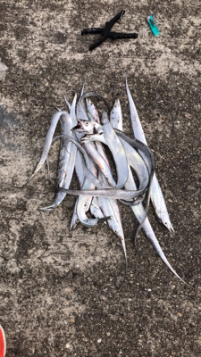 太刀魚釣りに行きました！