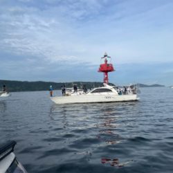 まだまだタチウオ